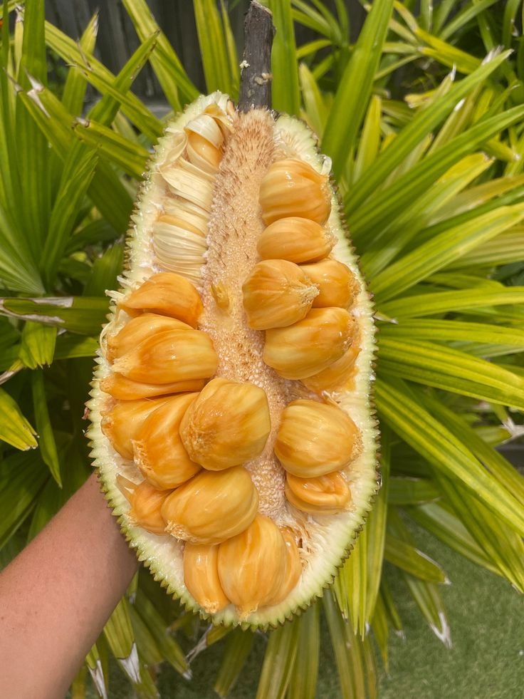 Cempedak
