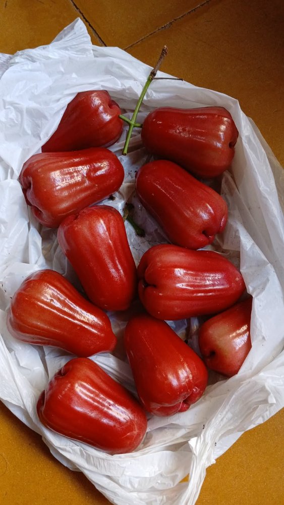 Jambu Cincalo Merah