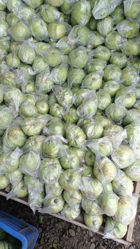 Jambu Kristal