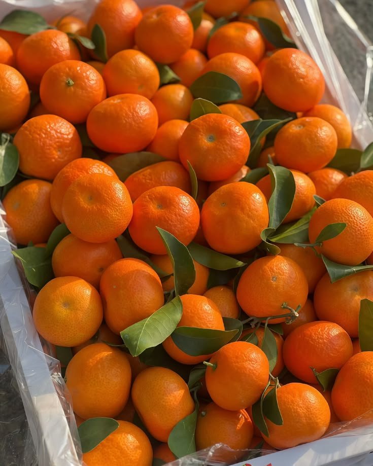 Jeruk Mandarin Honey Murcot
