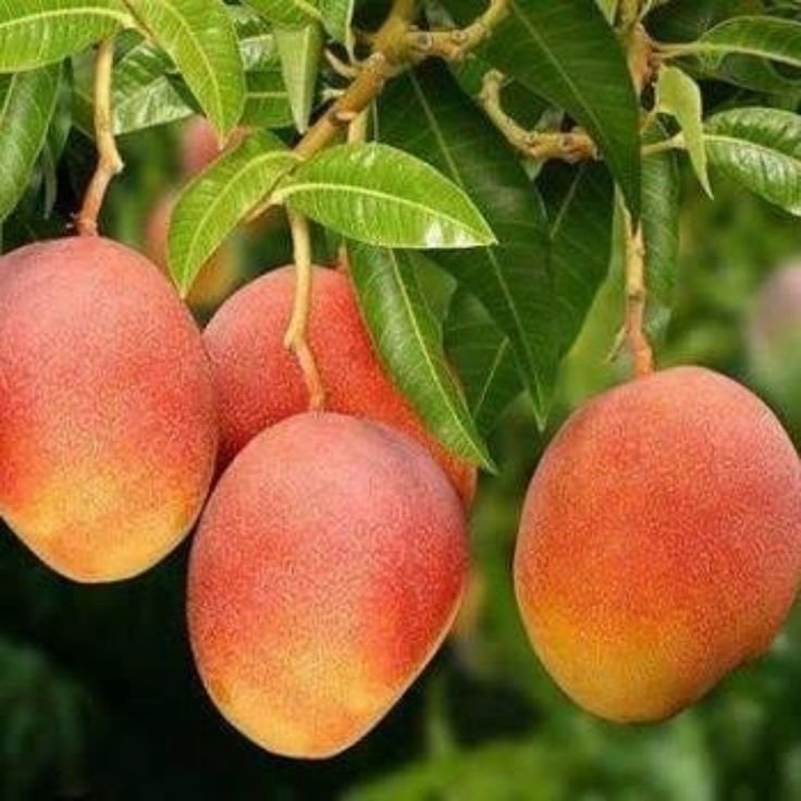 Mangga Gedong Gincu