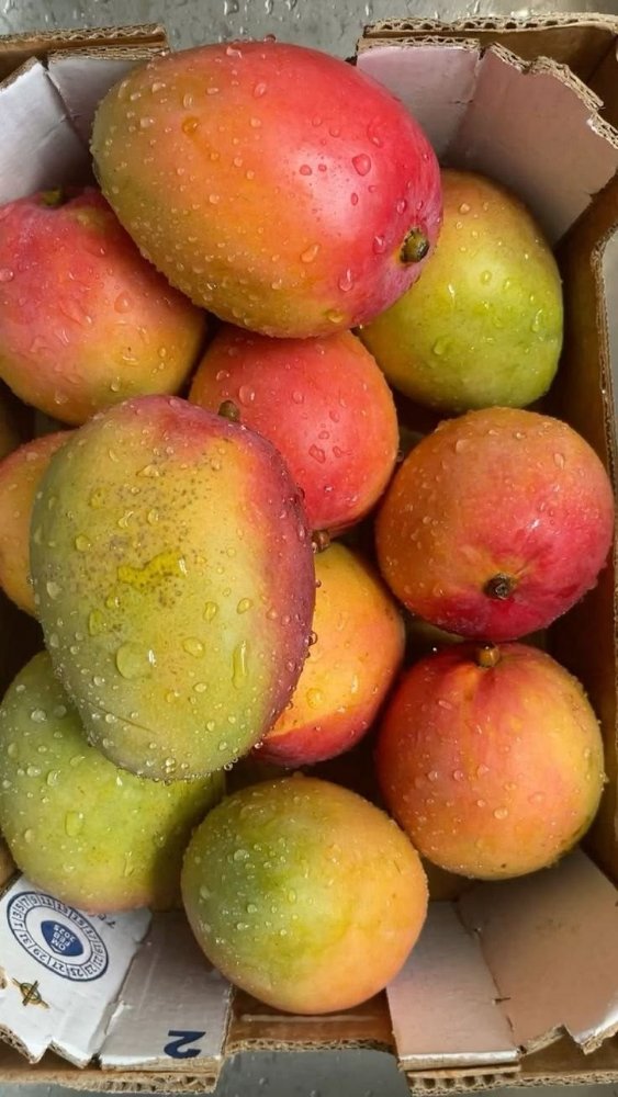 Mangga Gedong