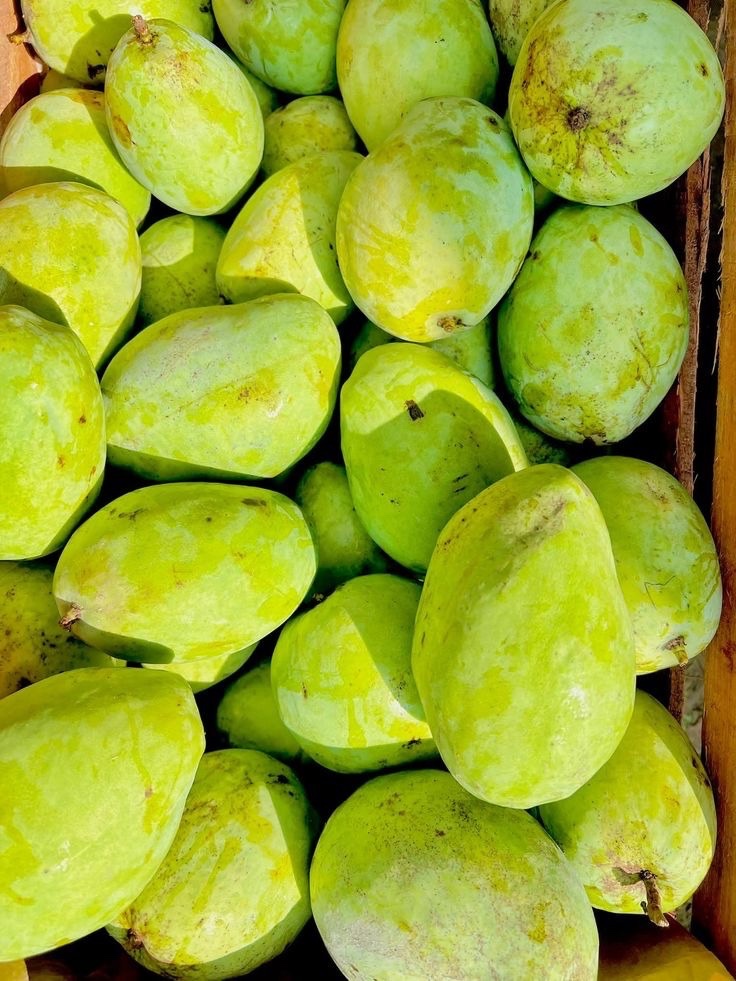 Mangga Indramayu