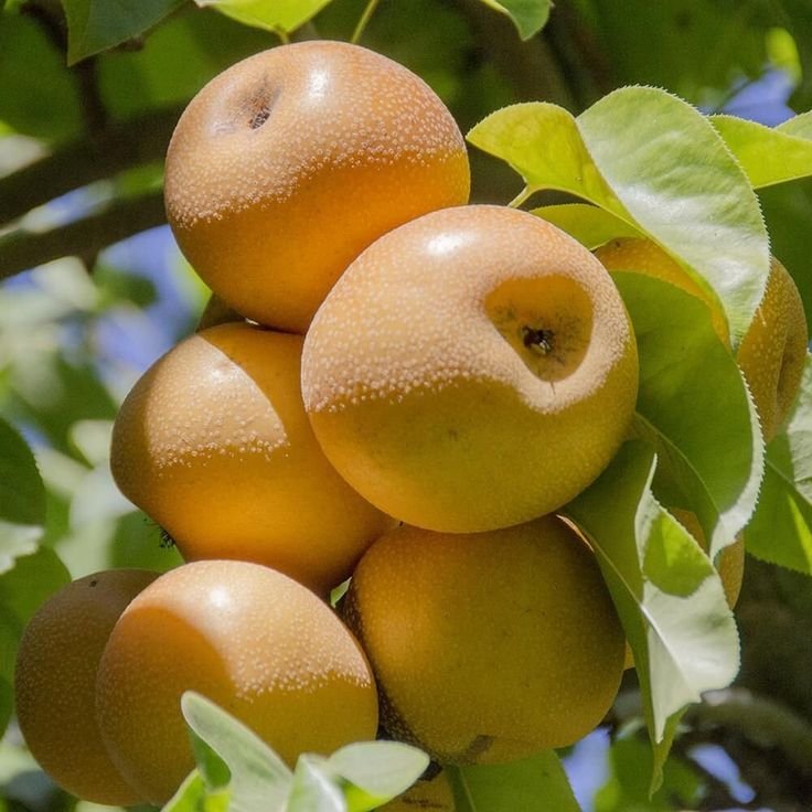 Pear Golden