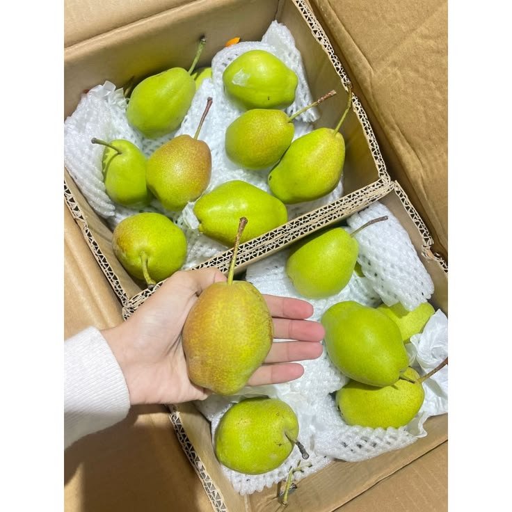 Pear Xiang Lie