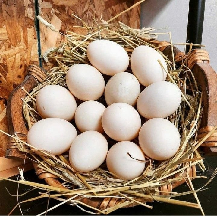 Telur Ayam Kampung isi 6 butir