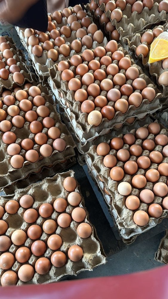 Telur Ayam Negri 1kg