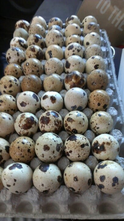 Telur Puyuh isi 25 butir